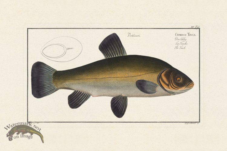 (image for) Bloch Fish 014