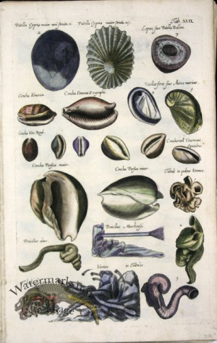 (image for) 1660_Sea_life_21