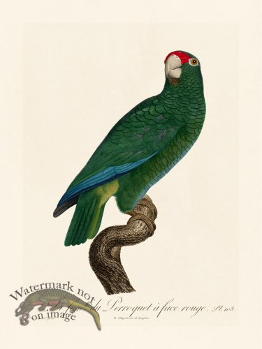 (image for) Barraband Parrot 108