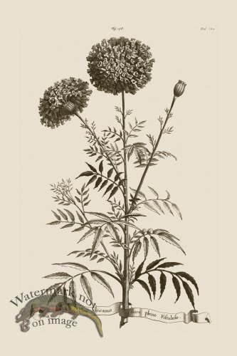 (image for) Abraham Munting 158