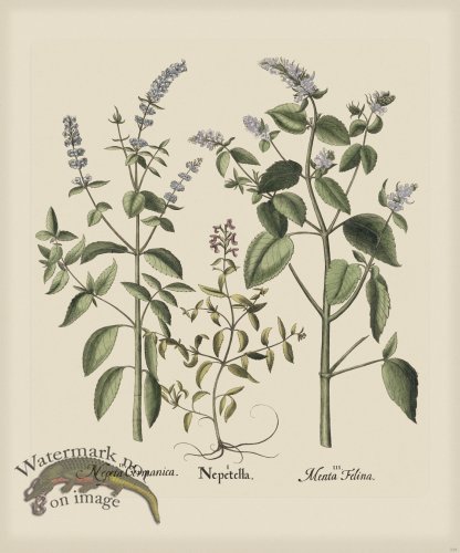 (image for) Besler 229 Colored B2