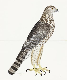 Rudbeck 032 Goshawk 20x24