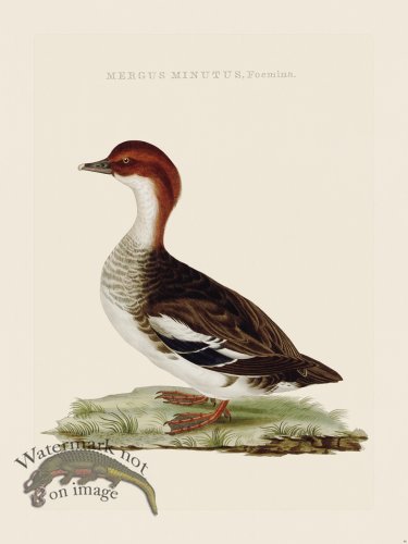 (image for) Nozeman Bird 046