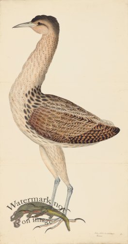 European Bittern PL 4