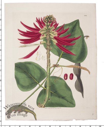 (image for) Curtis Botanical 092