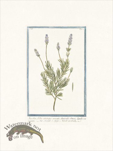 (image for) Bonelli 274 French Lavender