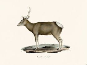 (image for) Cuvier 012 Tibetan Red Deer