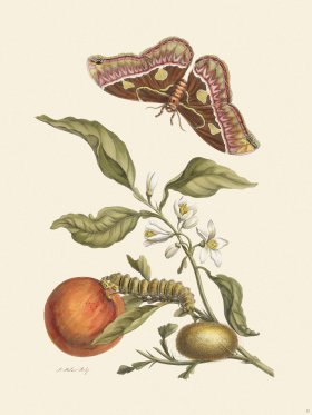 Merian Metamorphosis 52