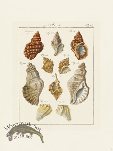 (image for) Martini Shells 073