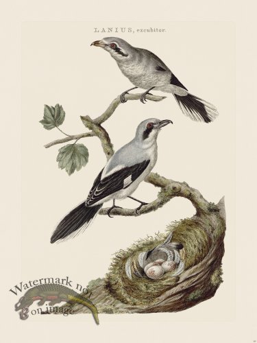 (image for) Nozeman Bird 183