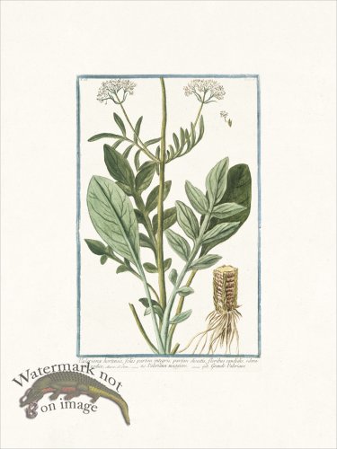 (image for) Bonelli 116 Grand Valeriane