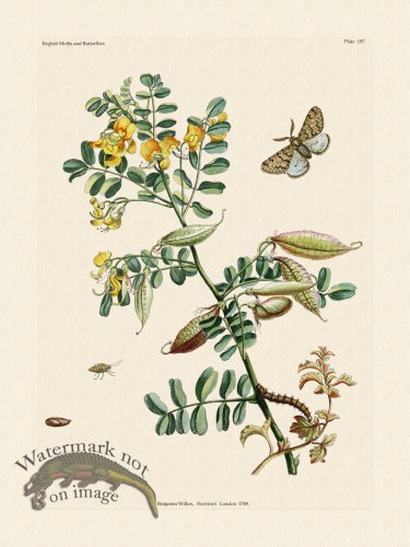 (image for) Wilkes Butterflies 107