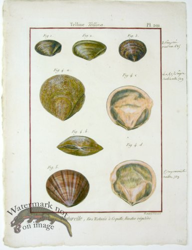 (image for) Diderot Shell 27