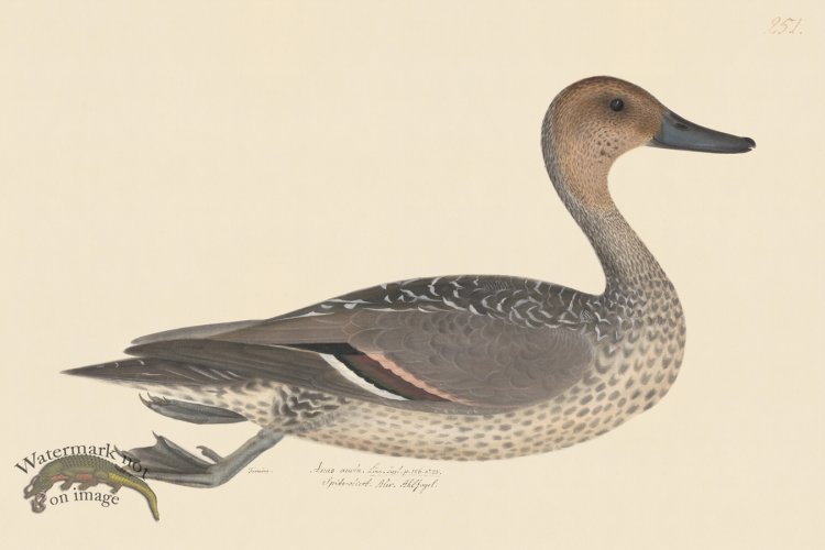 (image for) Rudbeck CFA 251 Pintail F