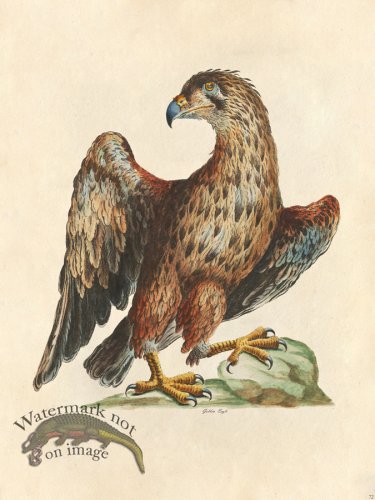 (image for) Golden Eagle - Tribute Bd 72 M