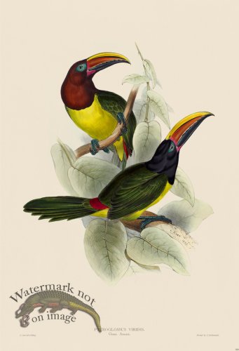(image for) Green Aracari