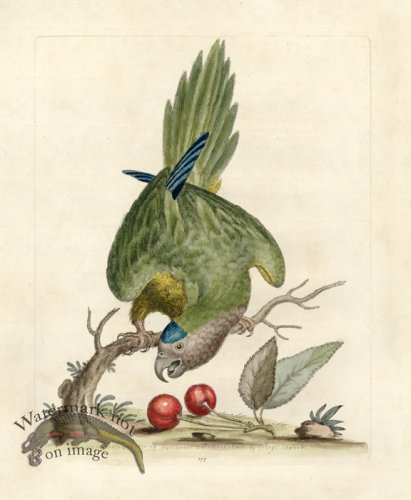 (image for) Edwards Parrot 10.jpg