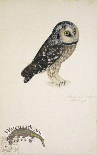 170 Swedish Birds . Strix funerea ? Tengmalm\'s Owl