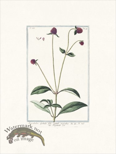 (image for) Bonelli 699 Pigweed