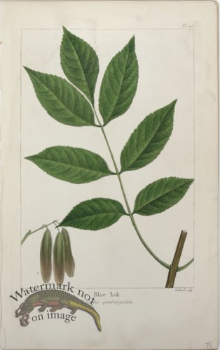 (image for) 24 Blue Ash