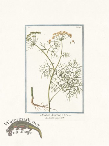 (image for) Bonelli 495 Dill weed