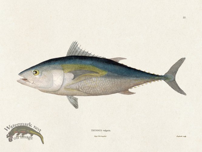 (image for) Werner Fish 022