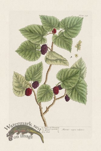 (image for) BEE 126 The Mulberry Tree