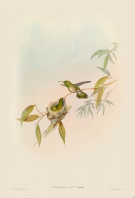 Gould Hummingbird 299