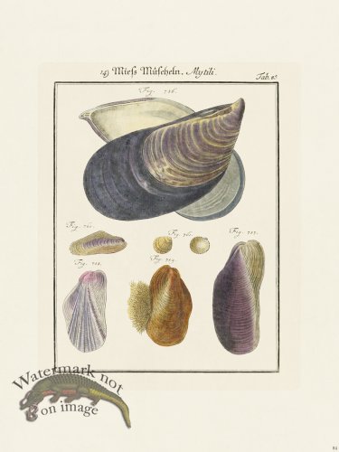 (image for) Martini Shells 084