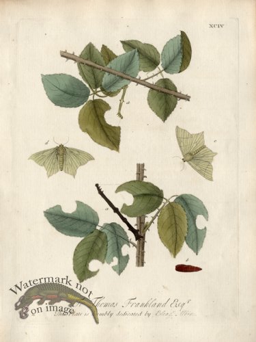 (image for) Albin Plate 94