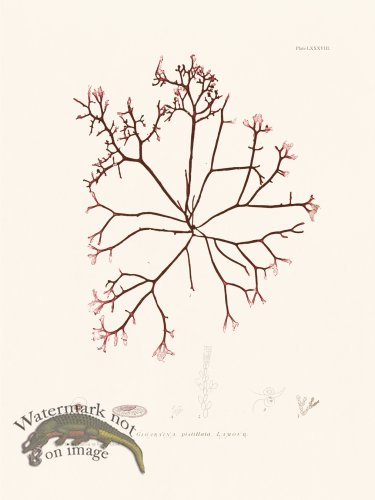 (image for) Bradbury Seaweed 088