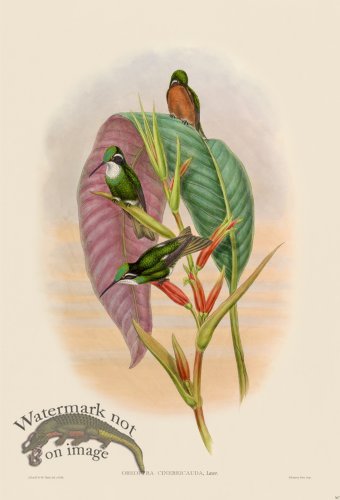 (image for) Gould Hummingbird 367