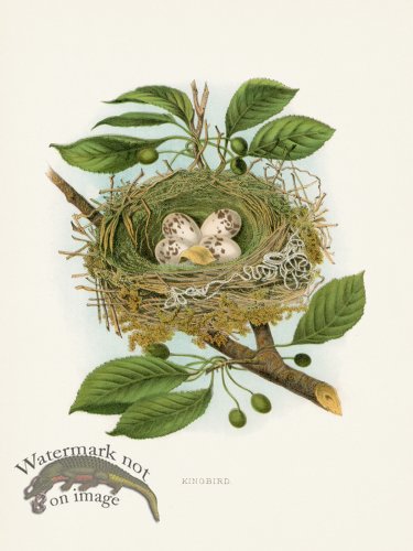 (image for) Thomas Gentry Bird 48