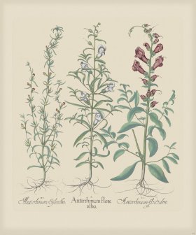 Besler 158 Colored B2