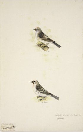 75 Swedish Birds . Fringilla Linaria, Finch, M&F