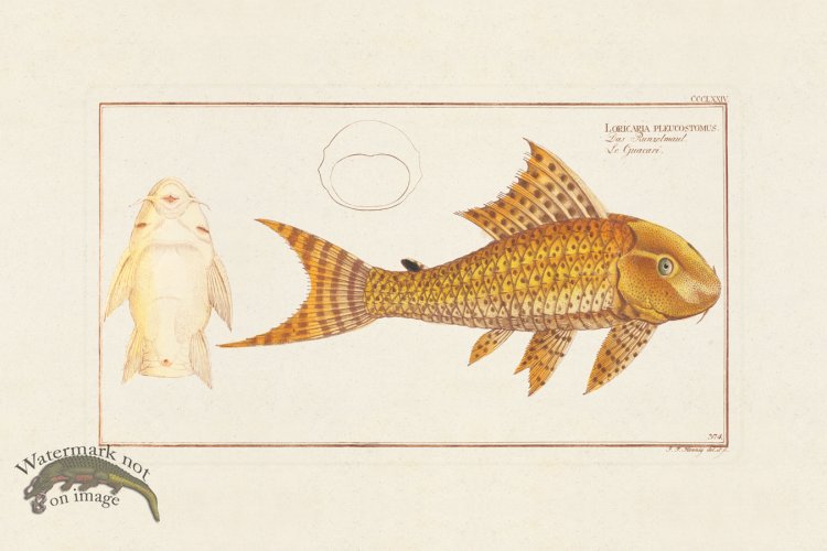 (image for) BLOCH FISH 376