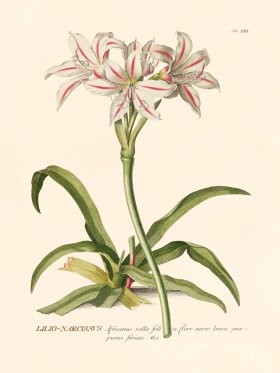 (image for) Trew Botanical 13