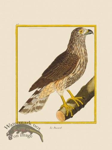 (image for) Martinet Bird 423