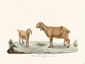 Cuvier 150 Hour of Upper Egypt