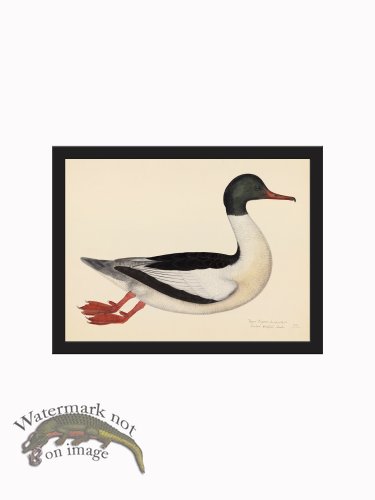(image for) Rudbeck CFA_BF 22 GOOSANDER