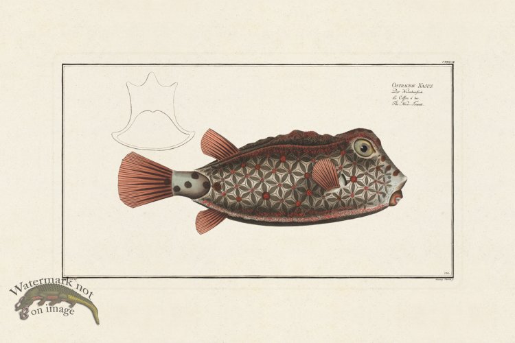 (image for) BLOCH FISH 138