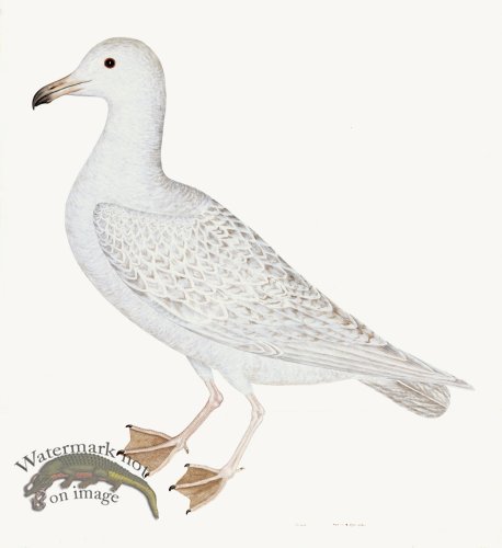 (image for) Rudbeck 025 WHITE GULL 22x24