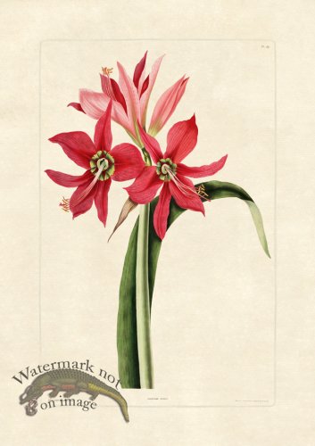 (image for) Edward bury 19