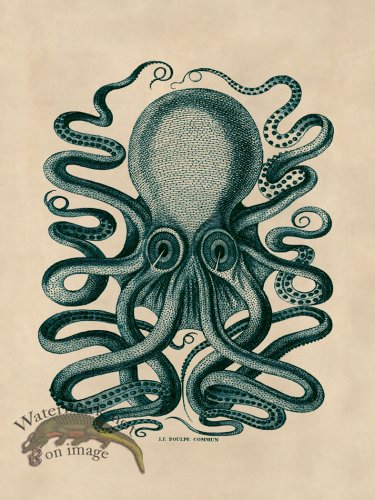 (image for) Octopus Teal 31