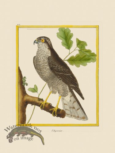 (image for) Martinet Bird 412