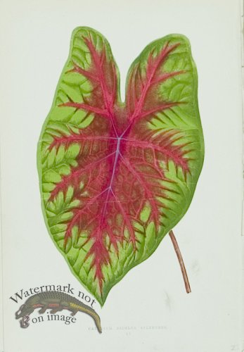 (image for) Lowes Leaves 03