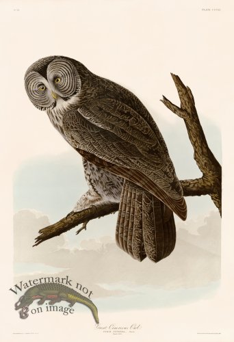 (image for) 351 GreatCinereous Owl