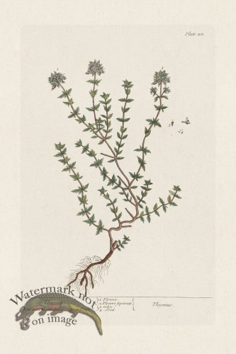 (image for) BEE 211 Thyme