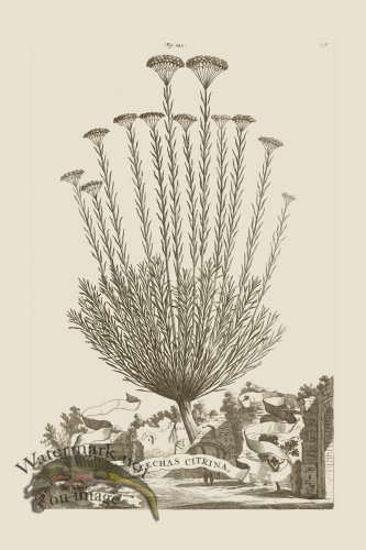 (image for) Abraham Munting 242