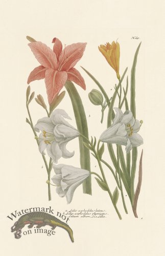 (image for) Weinmann PL 651